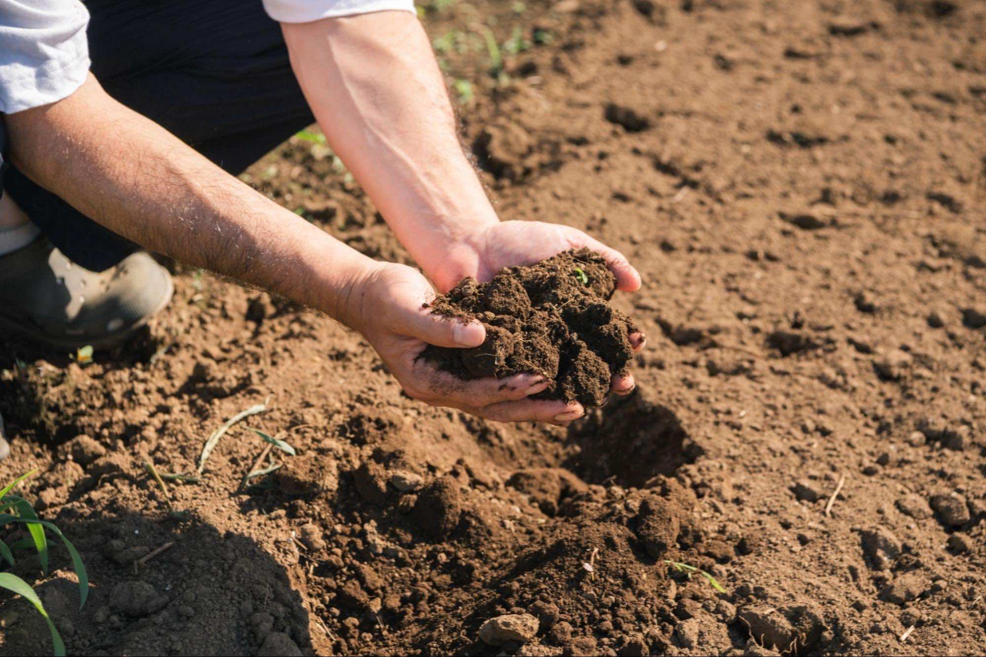 化学肥料・化学農薬を使用せず、地域資源を活用した堆肥で土づくりを行う